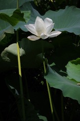 IMGP5461.JPG