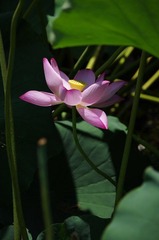 IMGP5471.JPG