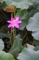 IMGP5481.JPG