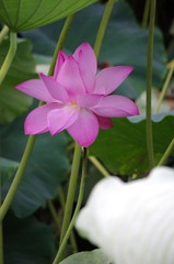 IMGP5502.JPG