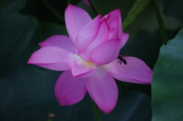 IMGP5503.JPG
