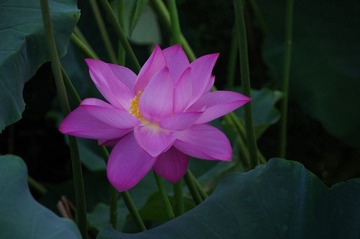 IMGP5515.JPG