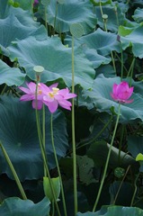 IMGP5528.JPG