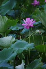 IMGP5533.JPG
