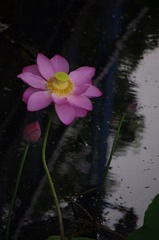 IMGP5534.JPG