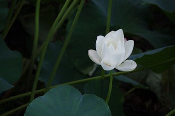 IMGP5542.JPG