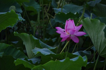 IMGP5543.JPG