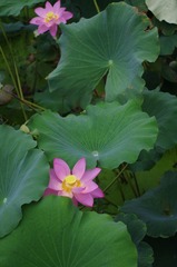 IMGP5741.JPG