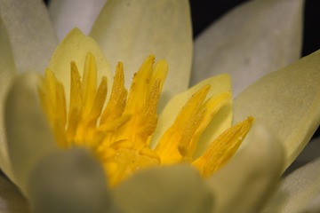 _CCC6488