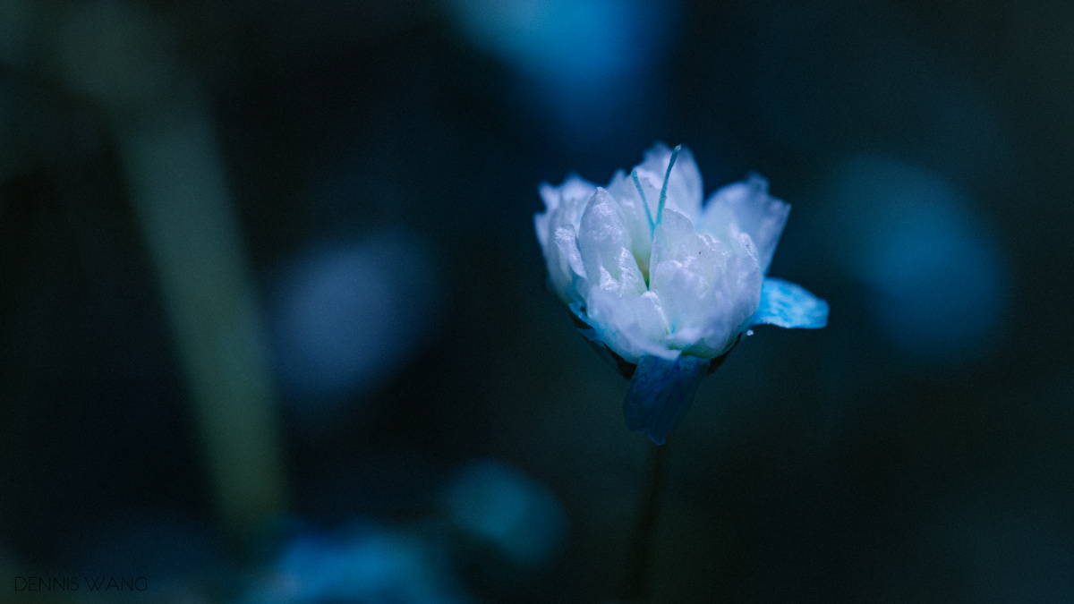 蓝色满天星这是一朵满天星黄豆大小的花平时不会注意到的美丽