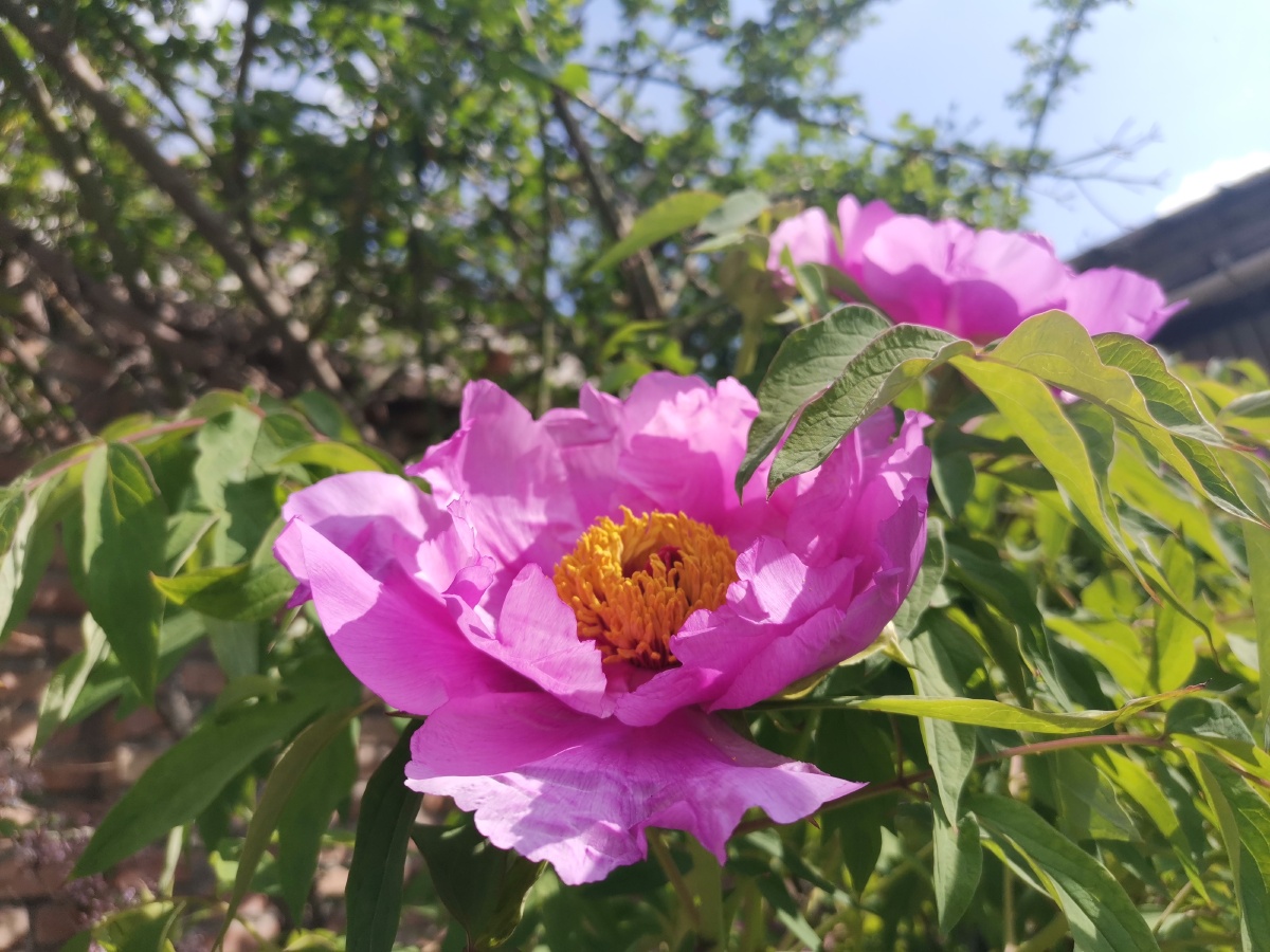 牡丹开,春正盛.牡丹谢,春正归.