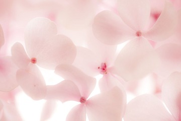 IMG_2608.jpg