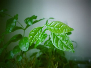 DSCN1297.JPG