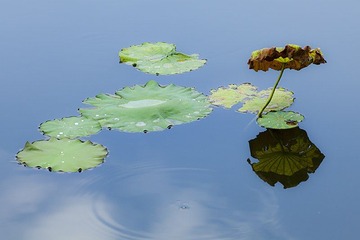 IMG_9491x.jpg
