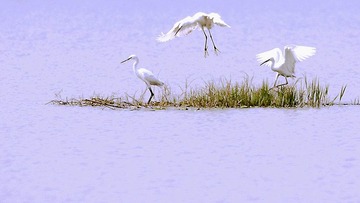 IMG_8286x.jpg