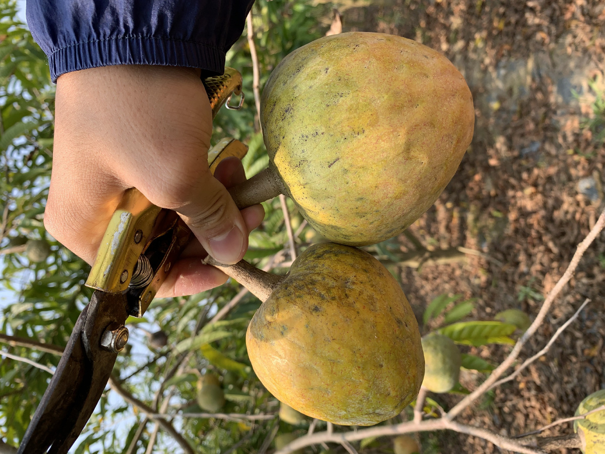 牛心果 - 西双版纳小岩 - 图虫