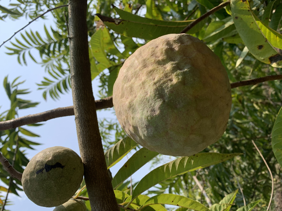 牛心果 - 西双版纳小岩 - 图虫