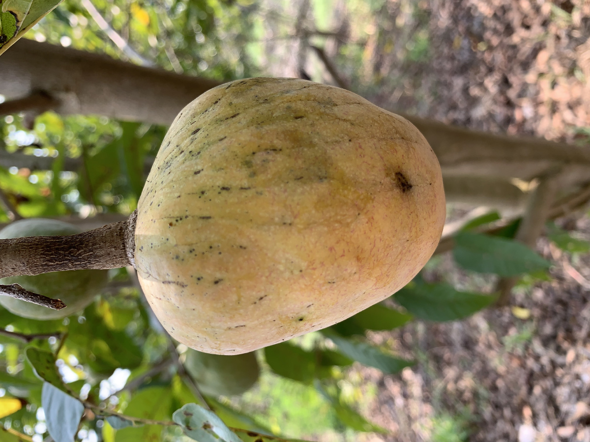 牛心果 - 西双版纳小岩 - 图虫