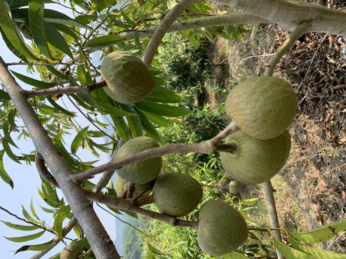 牛心果 - 西双版纳小岩 - 图虫