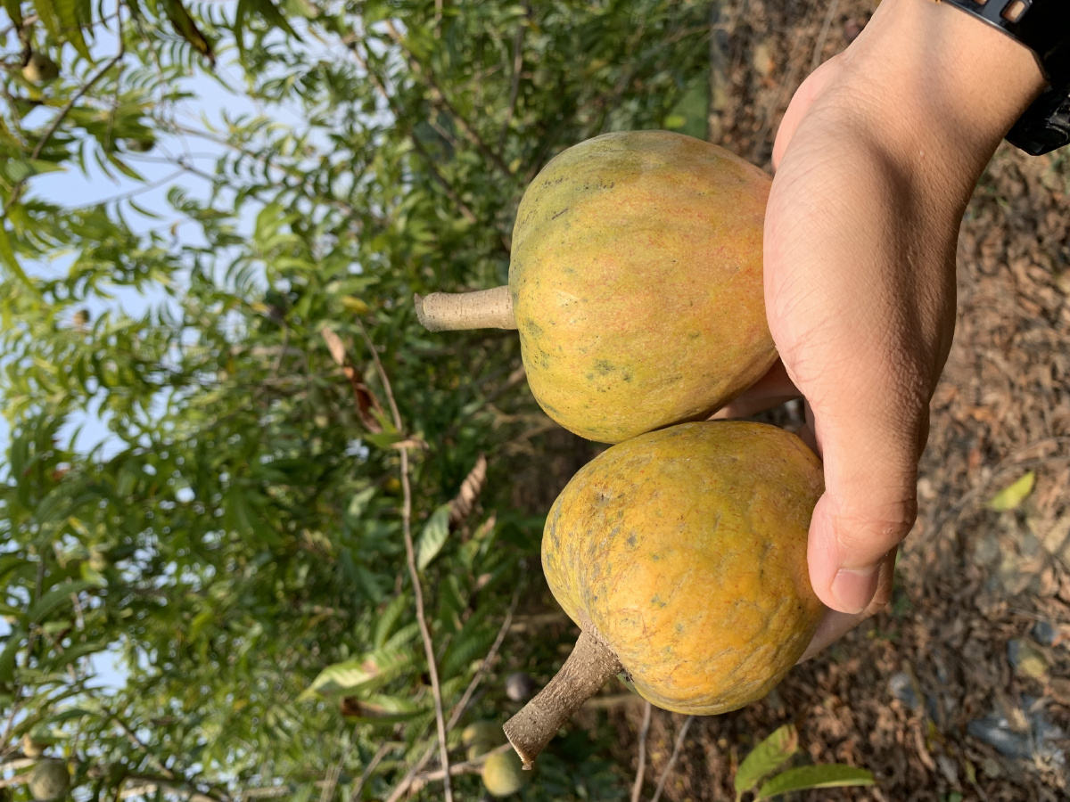 牛心果 - 西双版纳小岩 - 图虫