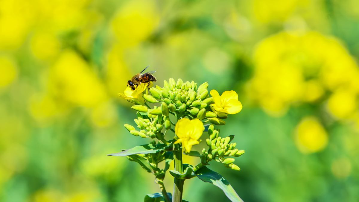 油菜花与蜜蜂春天里