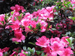 IMG_1611.JPG