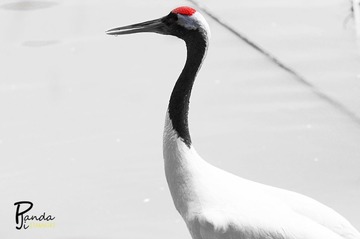 DSC_0056.jpg