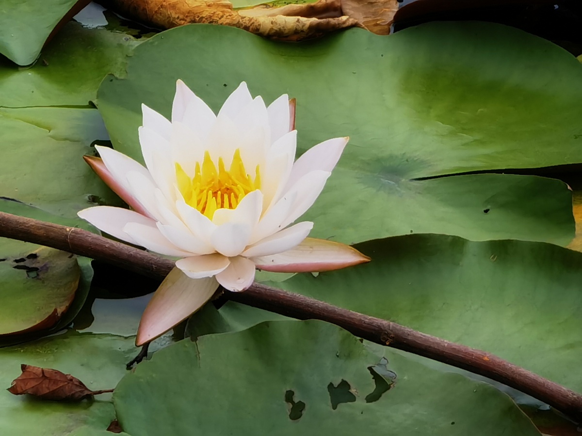 云南文山普者黑-荷花 - flinging - 图虫