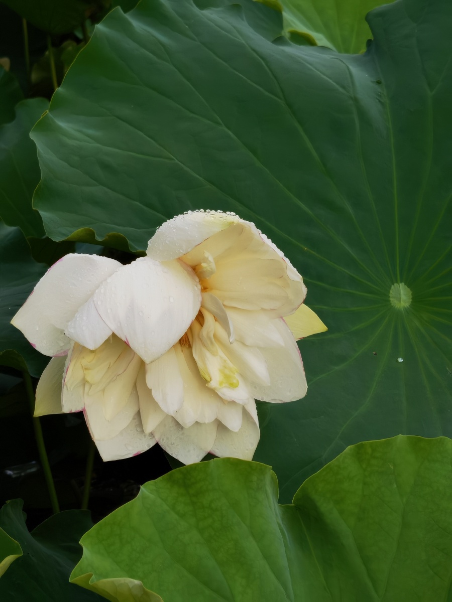 云南文山普者黑-荷花 - flinging - 图虫