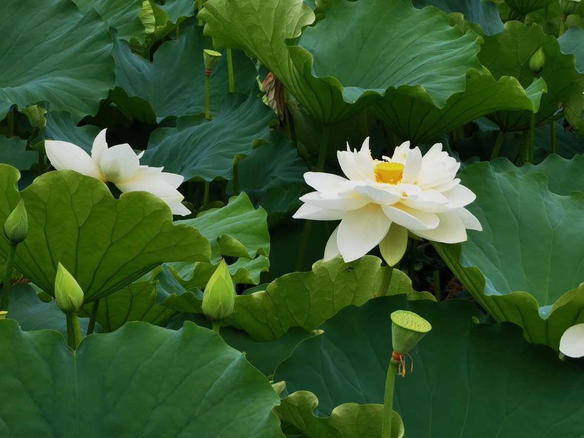 云南文山普者黑-荷花 - flinging - 图虫