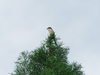 P5139636