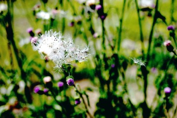 2012_0519宾得照片35mmf240033.jpg