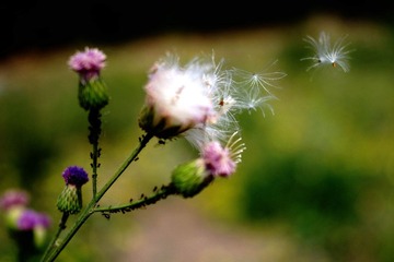 2012_0519宾得照片35mmf240014.jpg