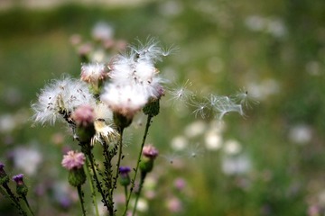 2012_0519宾得照片35mmf240022.jpg