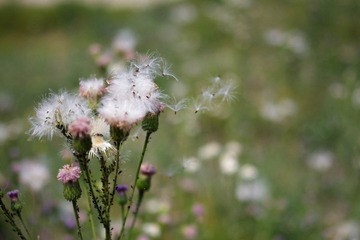 2012_0519宾得照片35mmf240023.jpg