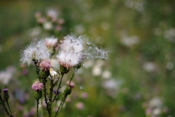 2012_0519宾得照片35mmf240025.jpg