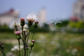 2012_0519宾得照片35mmf240027.jpg