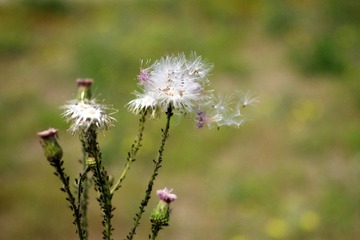 2012_0519宾得照片35mmf240029.jpg