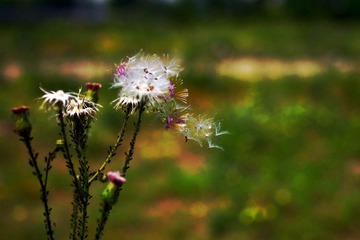 2012_0519宾得照片35mmf240031.jpg