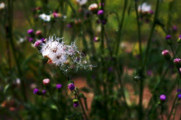 2012_0519宾得照片35mmf240032.jpg