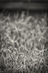IMG_1109副本.jpg