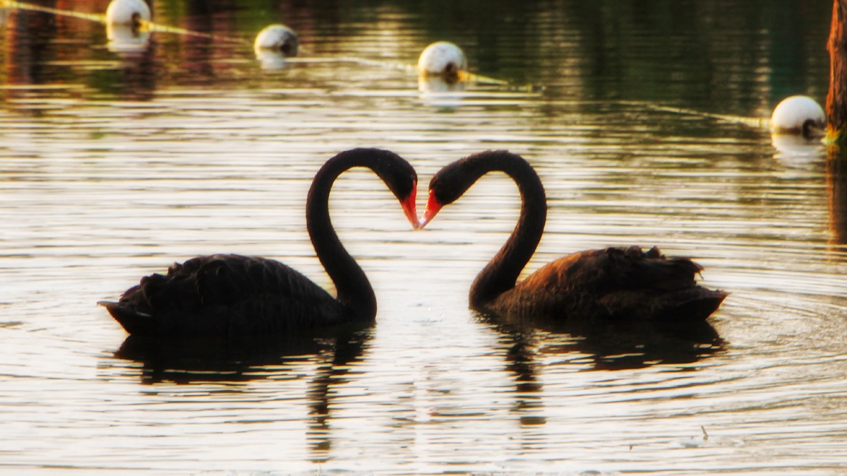 两只撒狗粮的黑天鹅