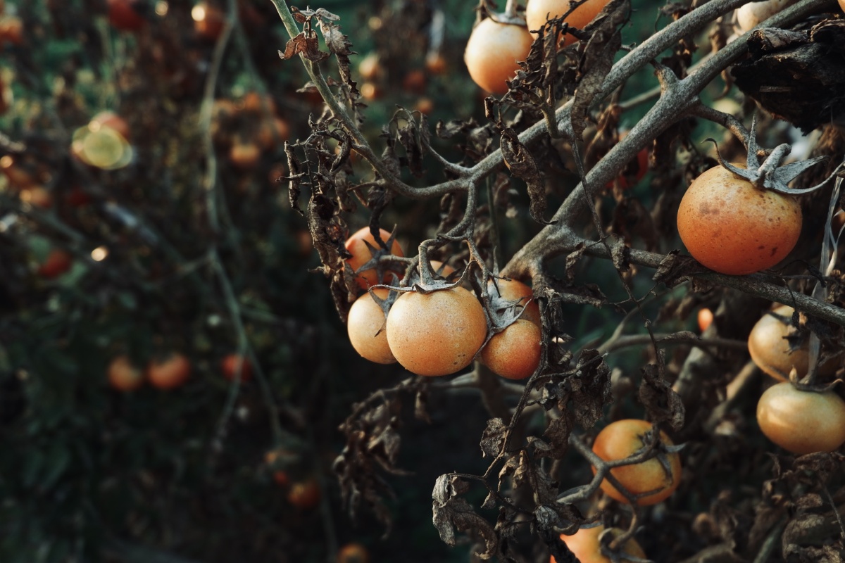 傍晚的野番茄 - 白胡子饼 - 图虫