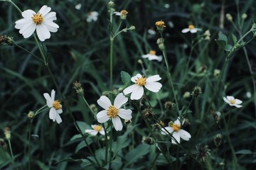 D6A919D5-576B-4CE5-8FAE-CEE16EFB506A/L0/001