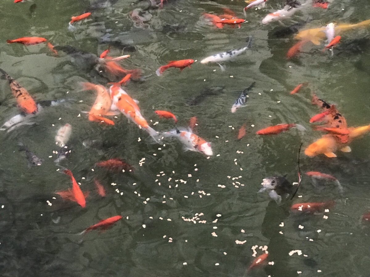 月入上万的鱼塘有哪些?一什么鱼塘