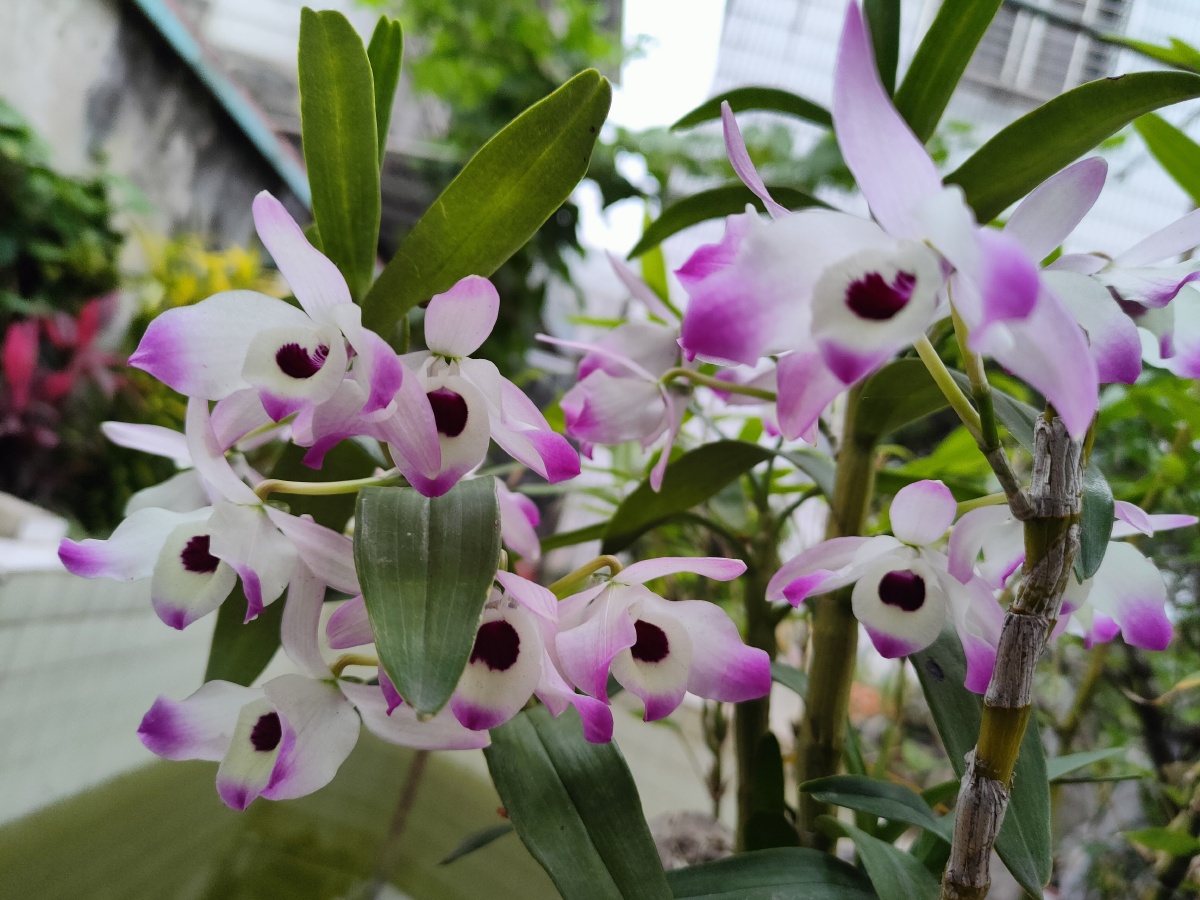 美丽的石斛花 - 星棪 - 图虫