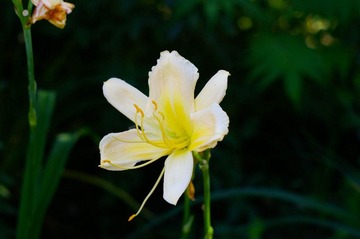 独花