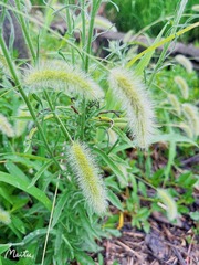 99F5603A-89F1-408D-BD34-5E41EFD6E763/L0/001