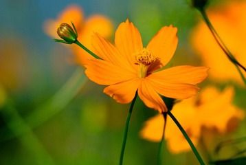_DSC0110.jpg