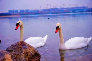 E4D7393A-8189-4B35-8B19-E9E1BF844D73/L0/001